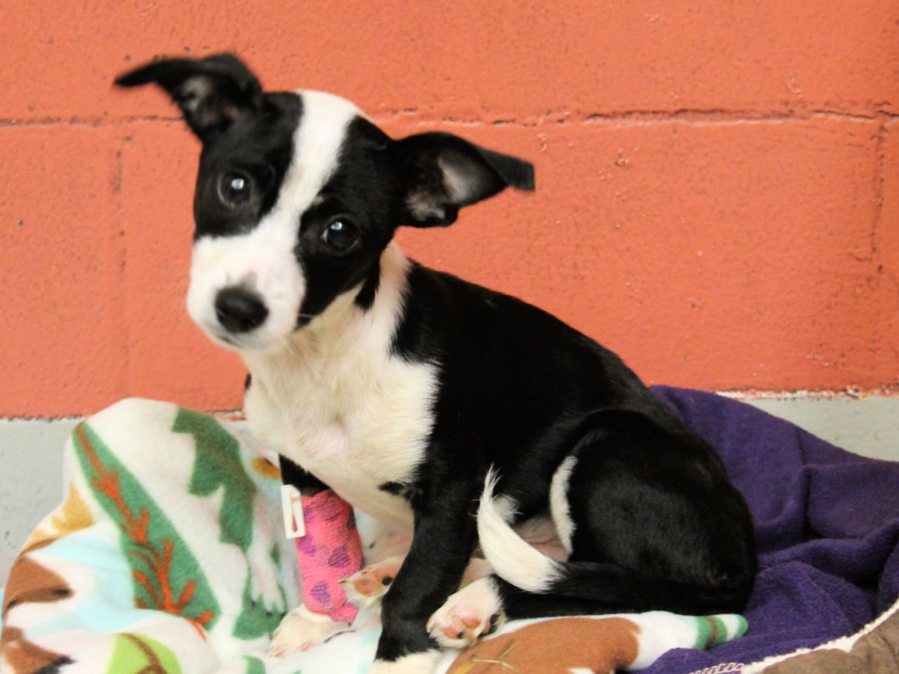 Man Arrested After Puppy Was Thrown Down Garbage Chute