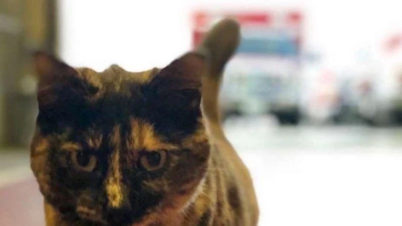 Instagram-Famous Bayview Firehouse Cat Evicted After Anonymous Complaint