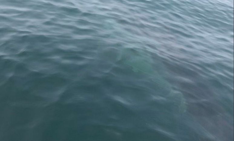 Jet Skier Saves Mavericks Surfers From Enormous Great White Shark