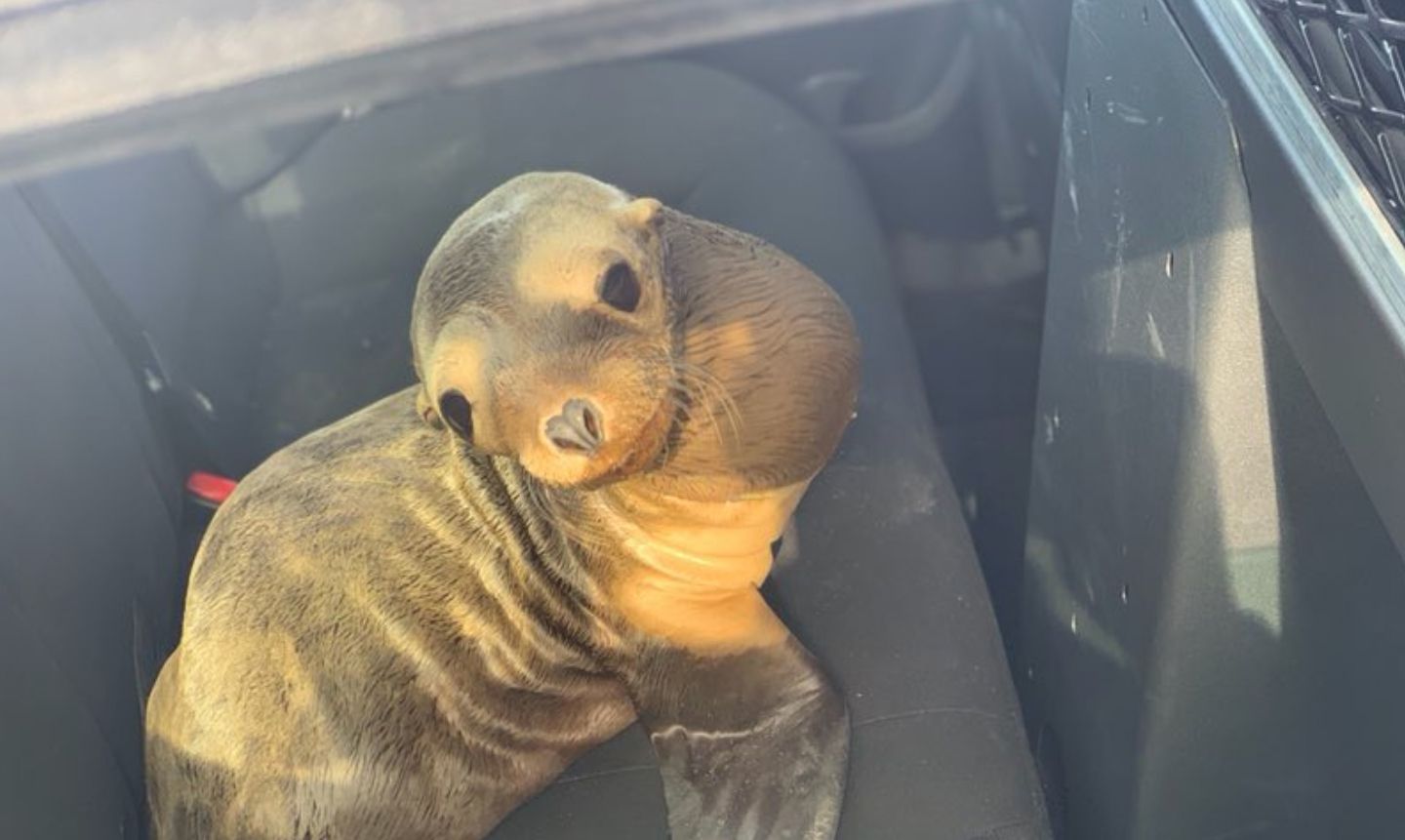 Day Around The Bay: Baby Sea Lion Rescued From Highway 101