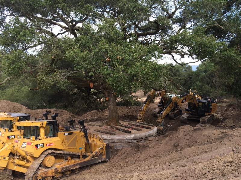 Sonoma Couple Kills 180-Year-Old Tree Trying To Move It, Gets Fined $600,000