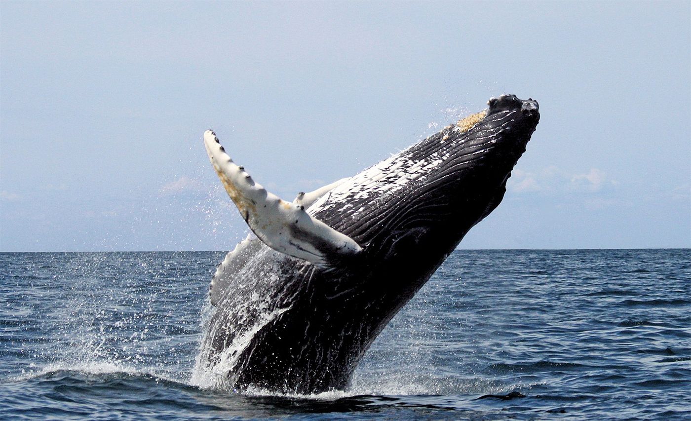 Possibly Sickly Humpback Whale Still Refusing To Leave The Bay, May Be Getting Better
