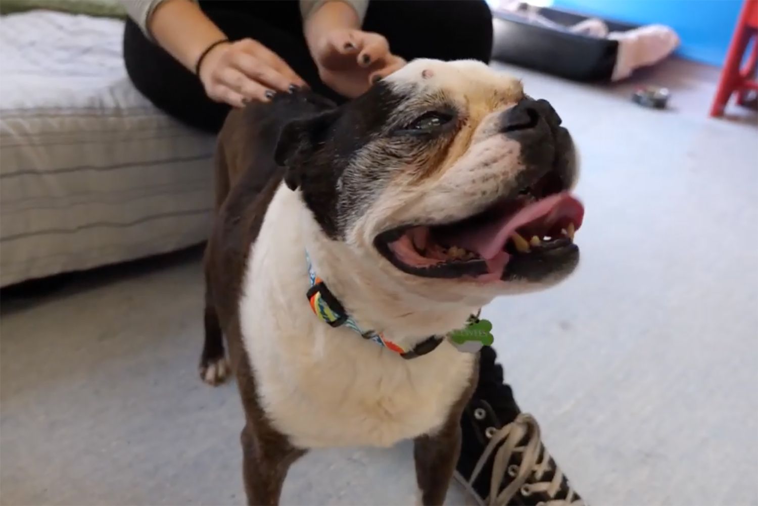 Muttville Senior Dog Rescue Gets Windfall Of Boston Terriers From Hoarder