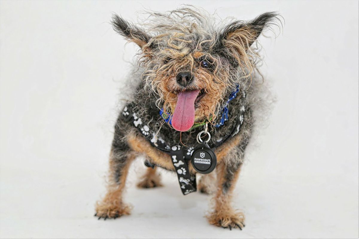 Scamp the Tramp Wins Top Prize At the 2019 World's Ugliest Dog Competition