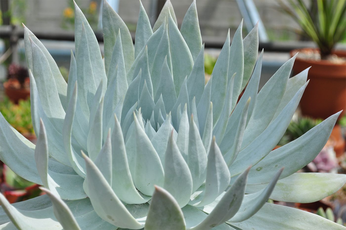Three Men Charged In Succulent Poaching Ring Worth $600,000