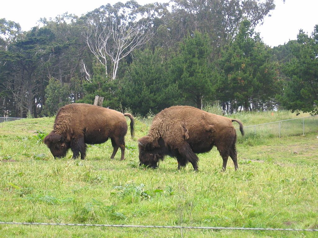 Saturday Links: Bison Named Brunhilda Dies in Golden Gate Park