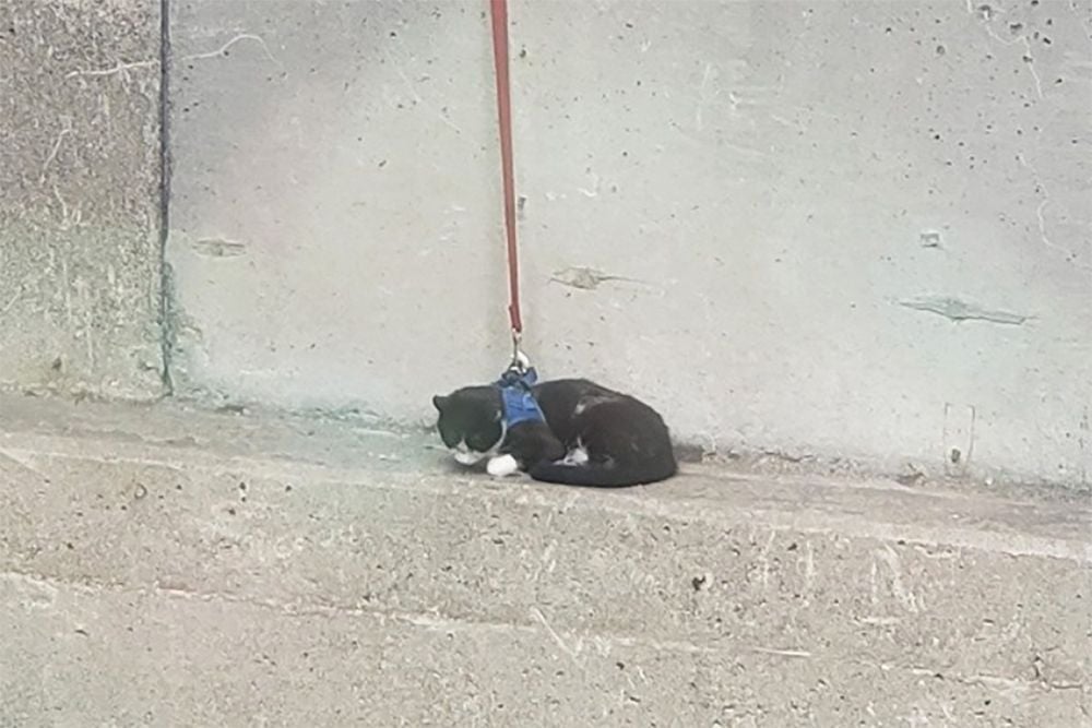 Who Left Their Cat On The Bay Bridge? Animal Care & Control Now Has Him