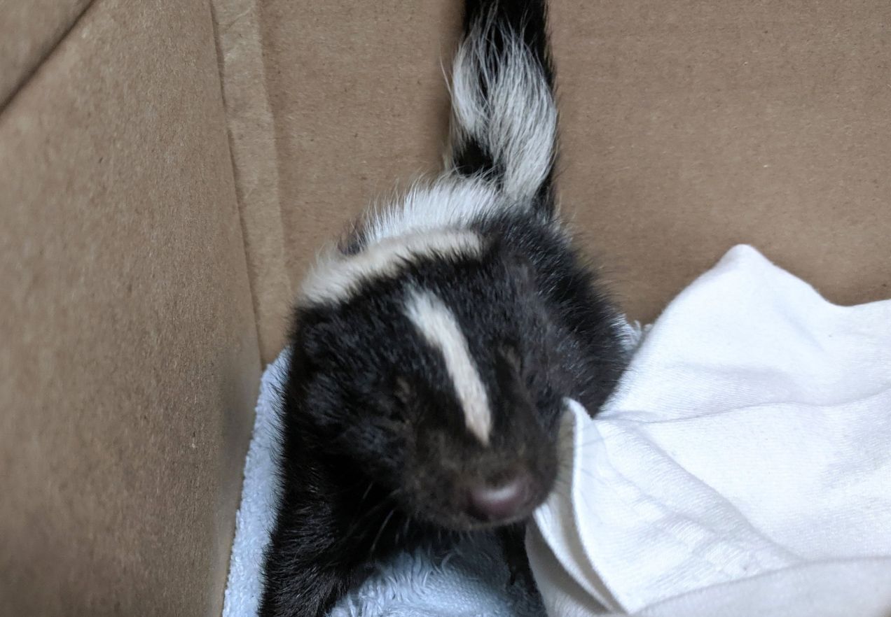 SF Animal Care's 'Officer Edith': 'There's Always A Skunk At the Bottom of a Hole'