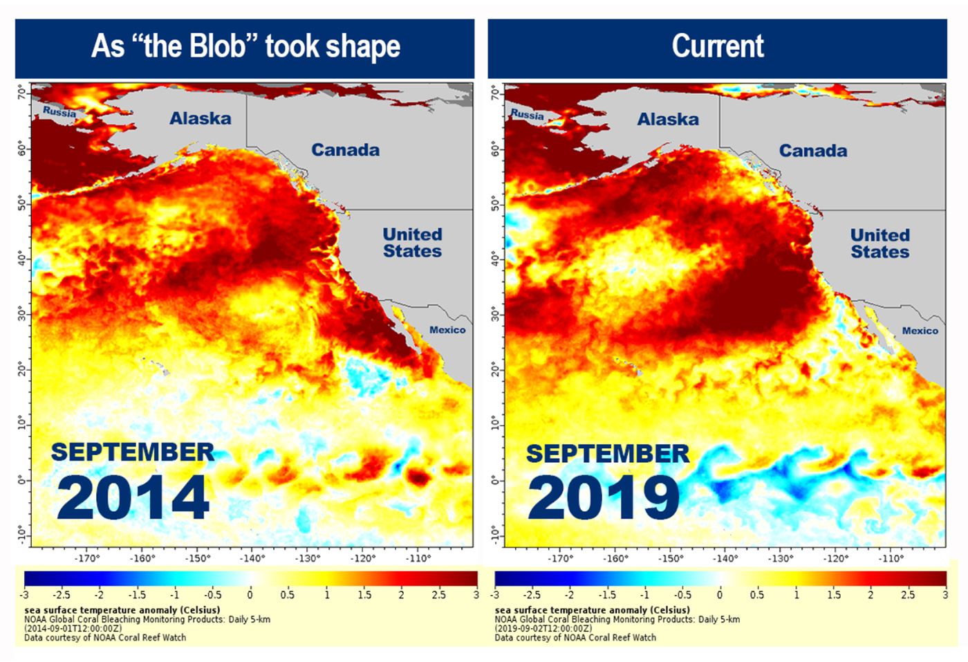 Return Of Warm-Water 'Blob' In the Pacific Prompts Fears Of Algae Blooms, Another Drought