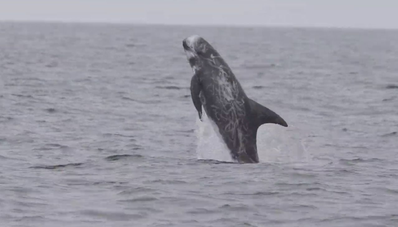 Mid-Afternoon Palate Cleanser: Playful Pod of Risso's Dolphins Breach In Monterey Bay