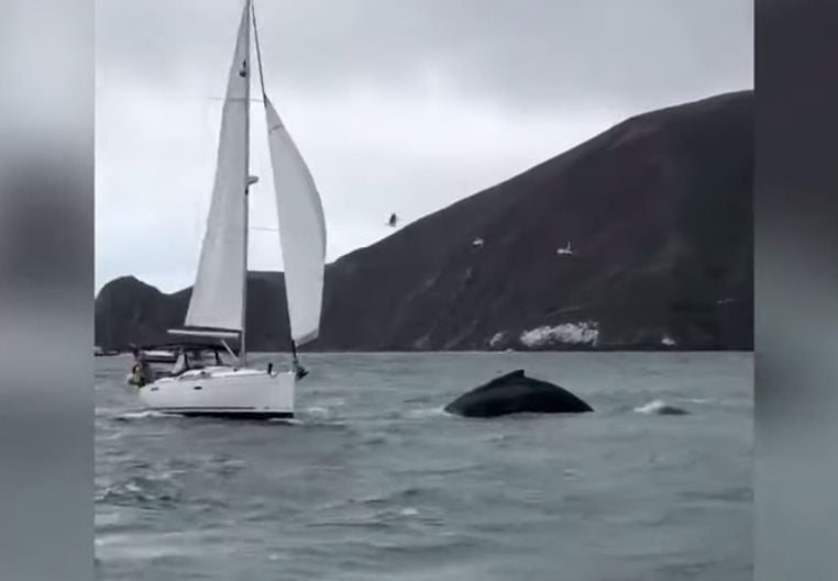 Video Shows Close Call Between Sailboat and Humpback Whale in the Bay