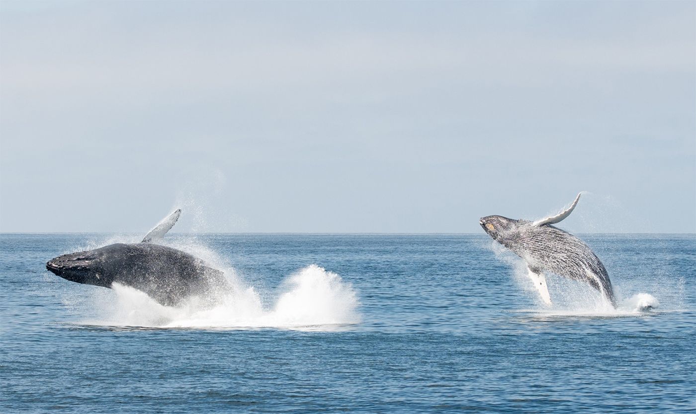 Multiple Whales Were Breaching Wildly In Monterey Bay Right After