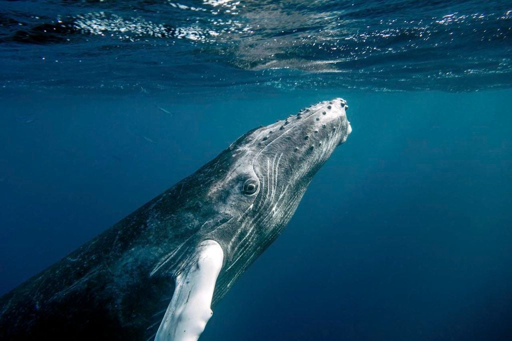 This Year's Dungeness Crab Season Delayed A Week To Better Protect Whales