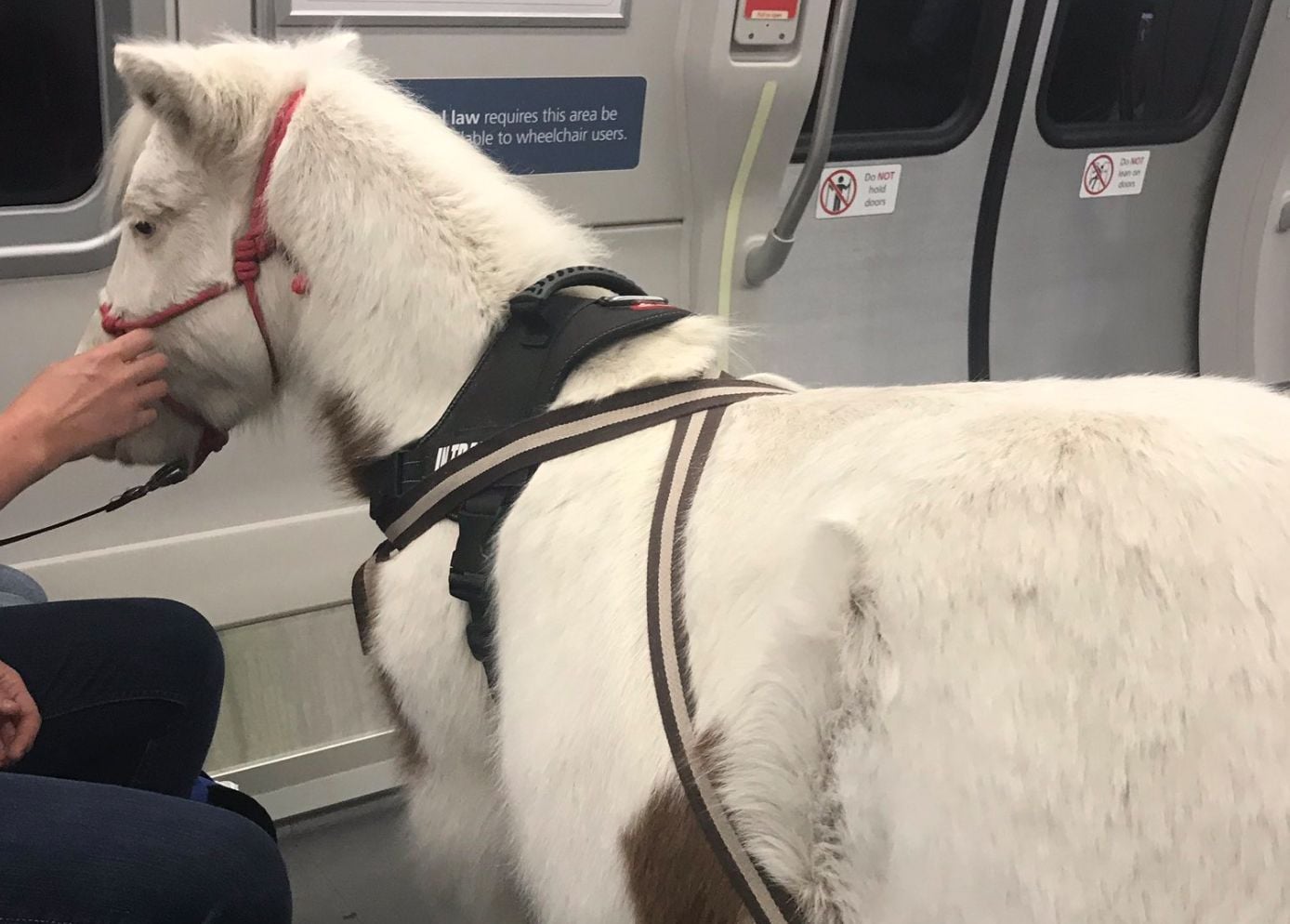 Photo: Someone Brought a Pony On BART