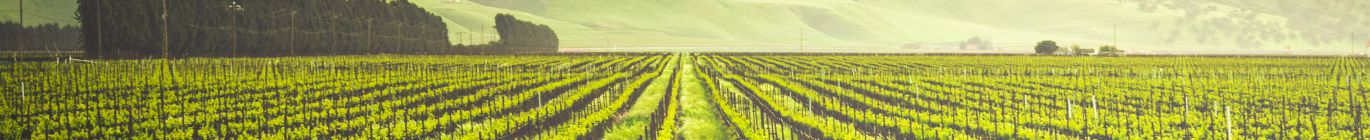16 Best Wine Tours in SF, Sonoma, & Napa