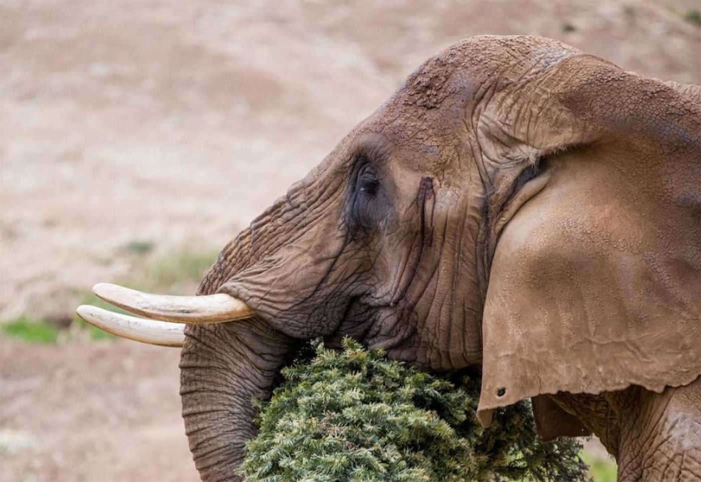 Oakland Zoo's Oldest Elephant Collapses and Dies Unexpectedly at Age 50
