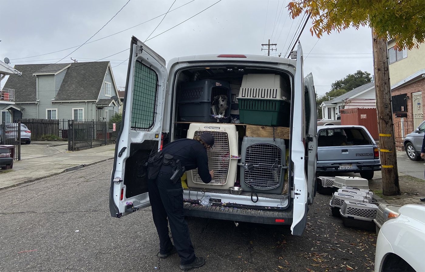 Stolen Van Full of 30 Dogs Recovered In Oakland, 3 Dogs Missing