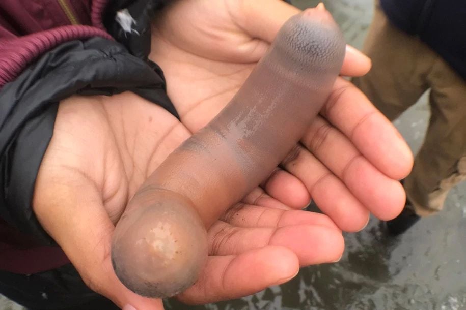 Day Around the Bay: Thousands of 'Penis Fish' Wash Up in Point Reyes