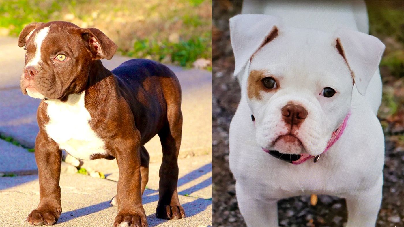 One Puppy Found, One Still Missing After Stolen Van Incident in the East Bay