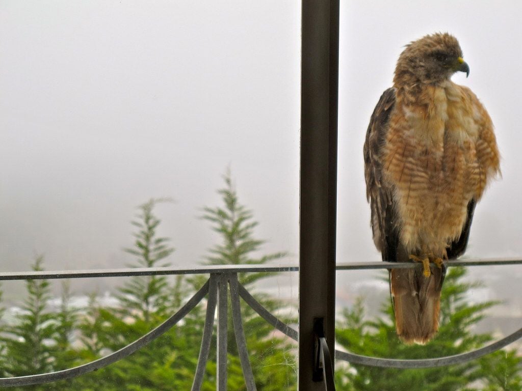 Alleged Drone Killing of Hawk In Dolores Park Has Birder Community Ruffled