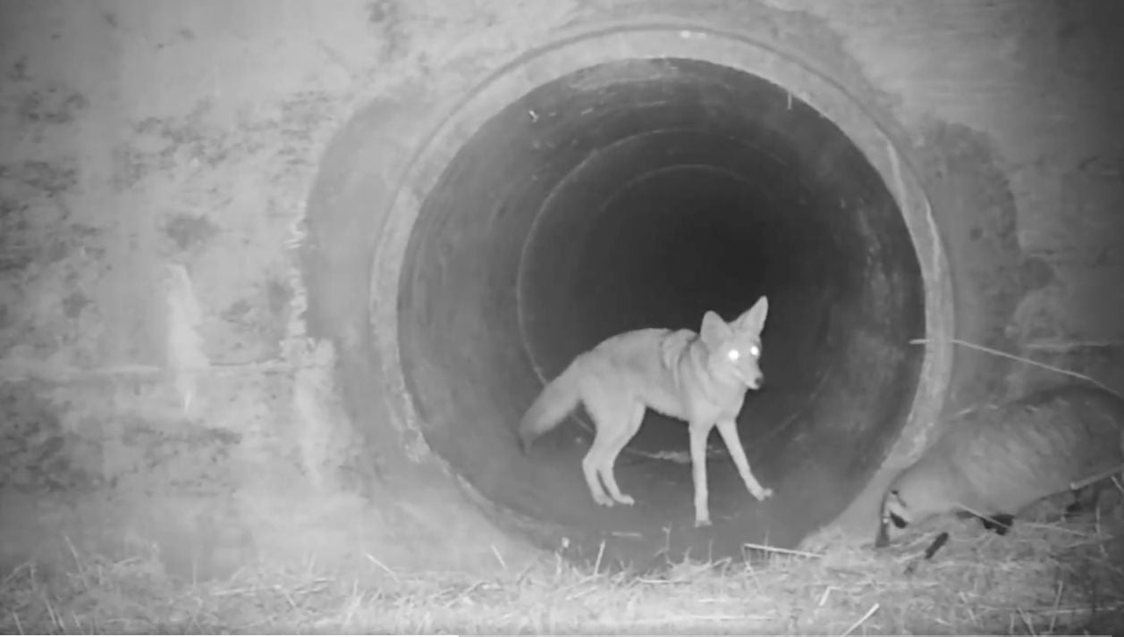 South Bay Badger And Coyote Filmed ‘Playing’ In Historic First, Cuteness Ensues