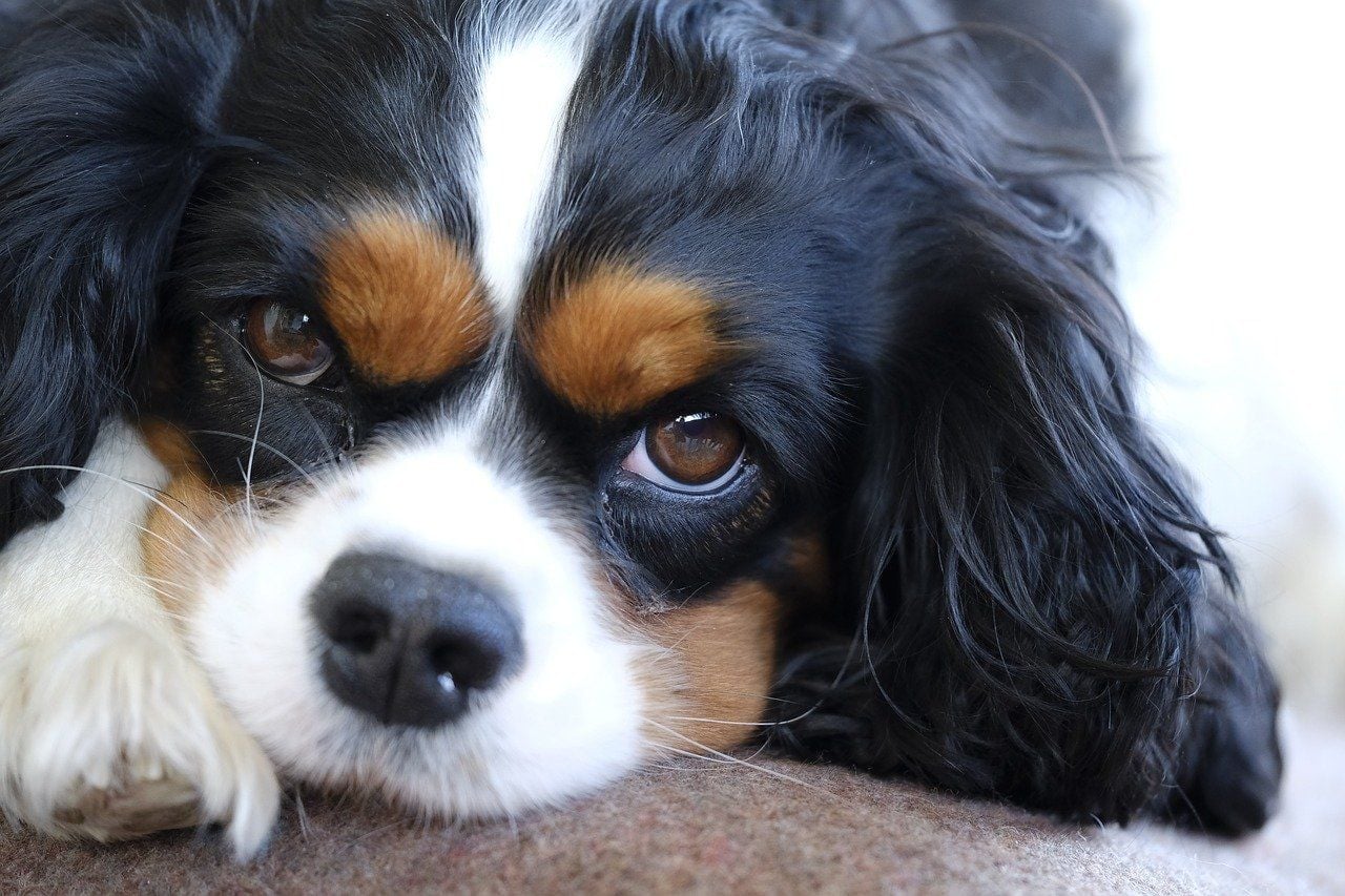San Francisco Dog Owner Pays $1K Ransom To Get His Best Friend Back After Car Break-In