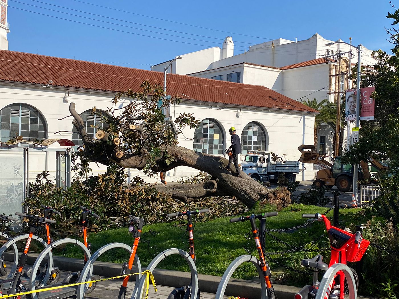 18th Street Closed at Dolores Due to Fallen Magnolia Tree