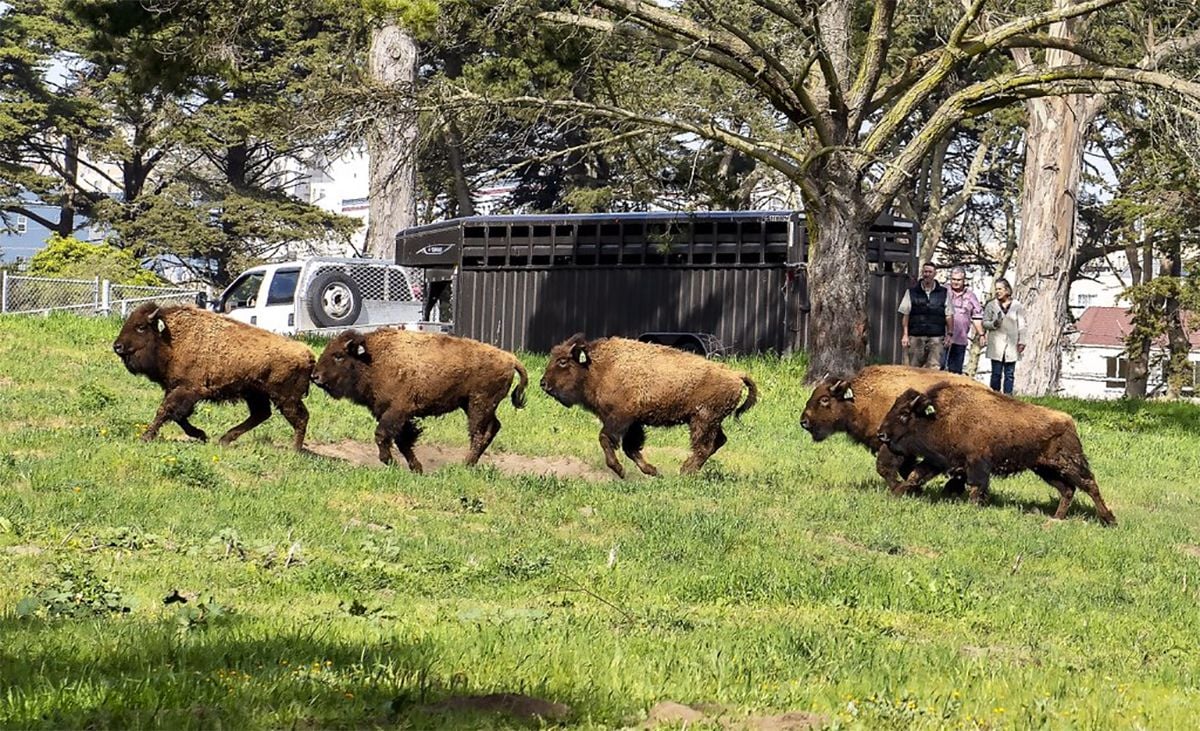 Golden Gate Park Welcomes Five New Baby Bison!