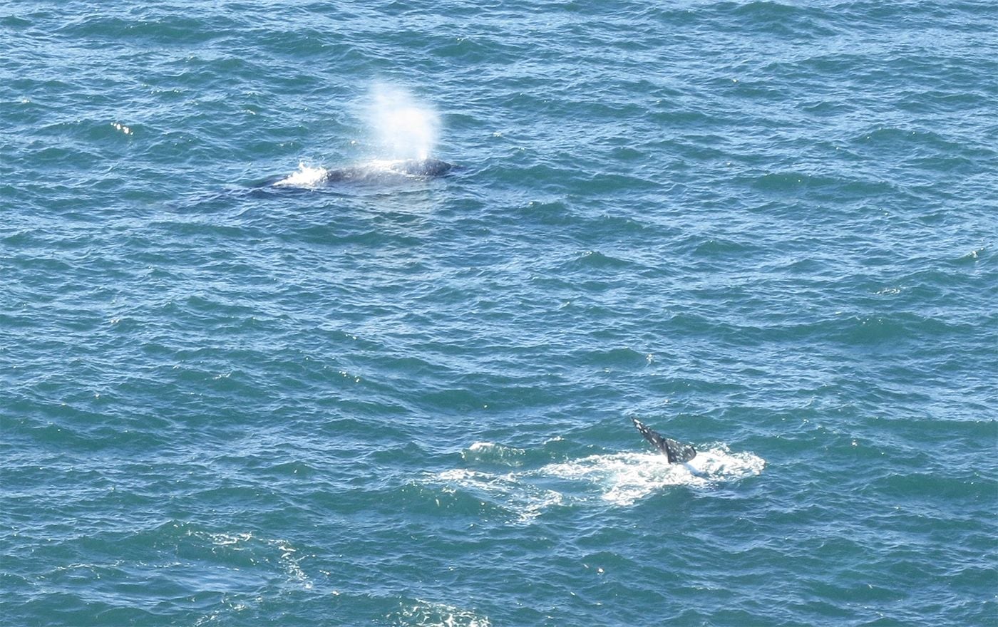 Over 200 Gray Whales Passed By Point Reyes Over the Weekend