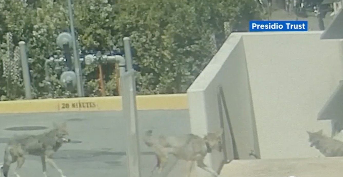 Video: Coyotes Battle for Dominance Over the Presidio, Certain Trail Sections Will Close to Dogs