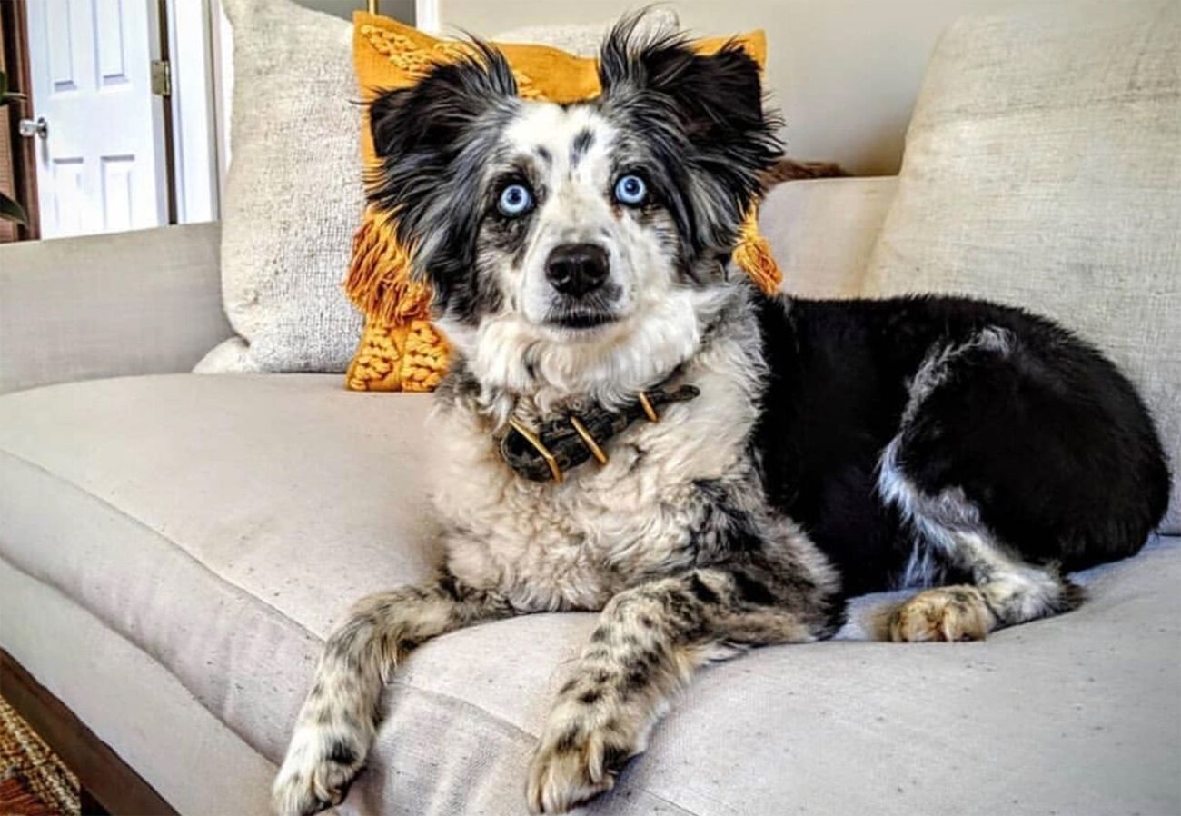 SF Woman Reunited With Dognapped Dog After Four Months