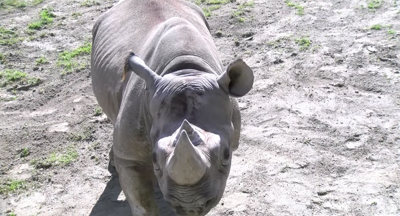 support-the-sf-and-oakland-zoos-as-they-weather-the-pandemic-shutdown