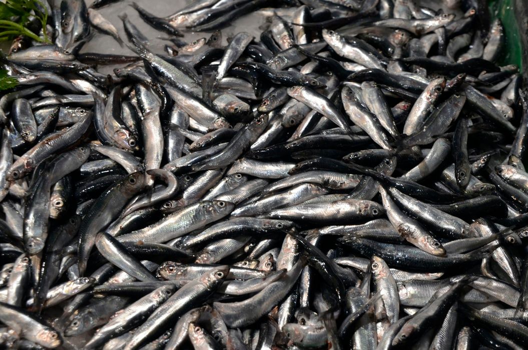 COVID-19 Outbreak Hits Fish Packing Plant in Santa Clara County