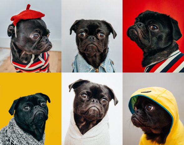 These Top Dog Groomers Should Now Be Open For Your Fur Baby Post Coronavirus
