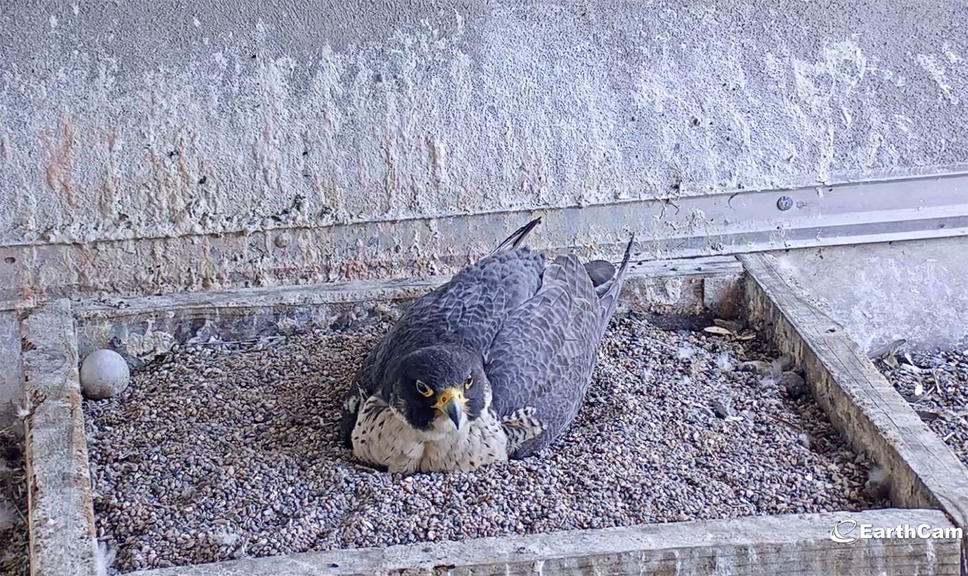 Good News: Falcon Mom Atop PG&E Headquarters Is Expecting Hatchlings Any Day Now