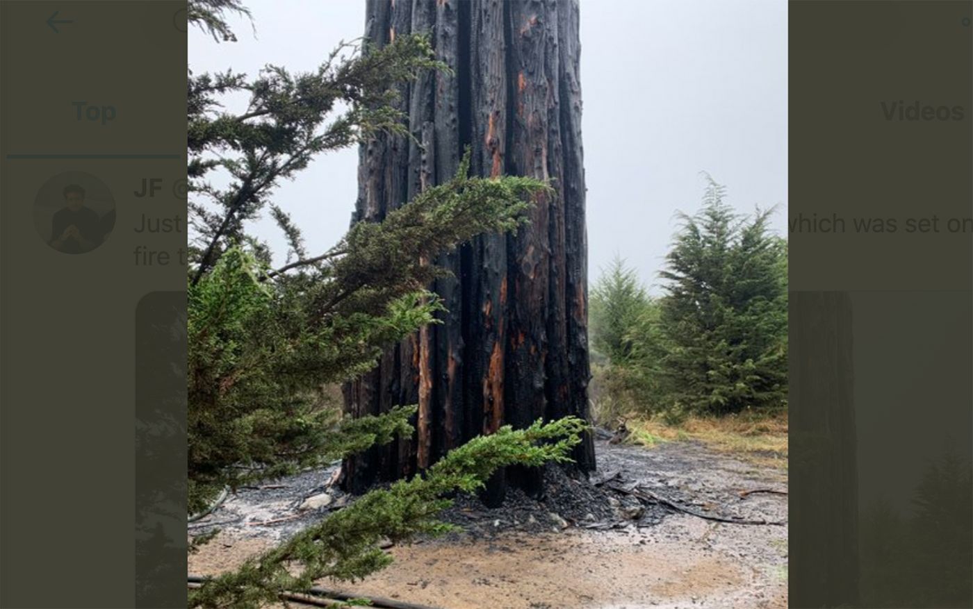 Andy Goldsworthy 'Spire' Sculpture in Presidio Damaged By Possible Arson Fire