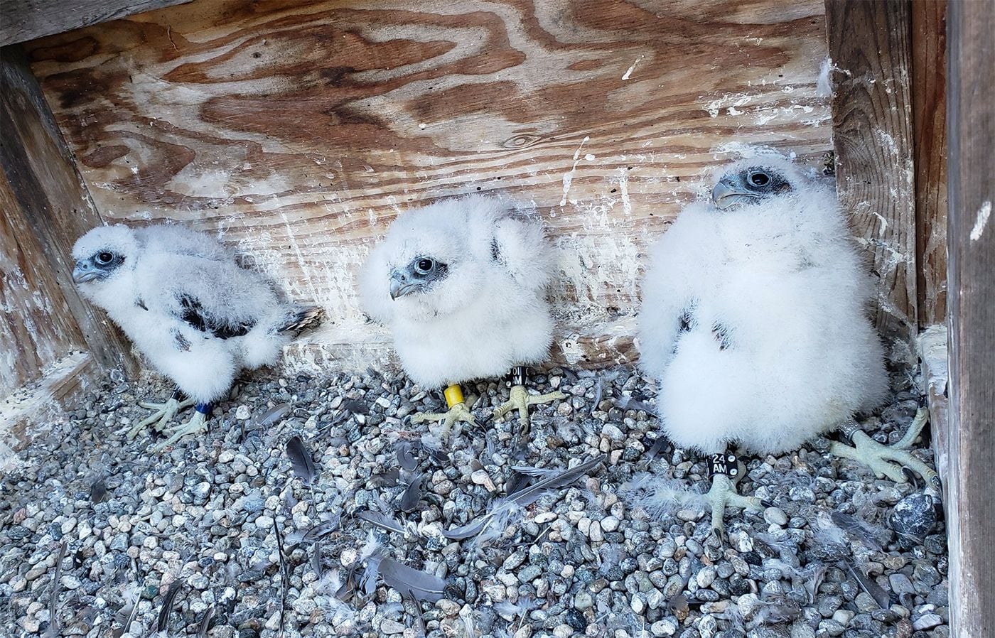 Better Falcon News: Nesting Pair Has Two Chicks on Alcatraz, Famed Berkeley Pair Has Three Fledglings Out of the Nest