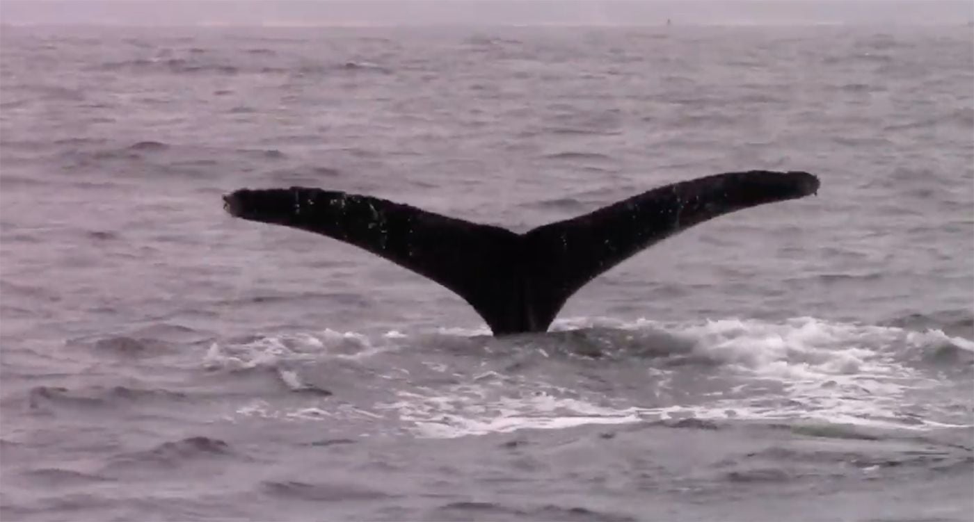 Humpback Whales — and Lots of Calves — Seen Feeding in Monterey Bay