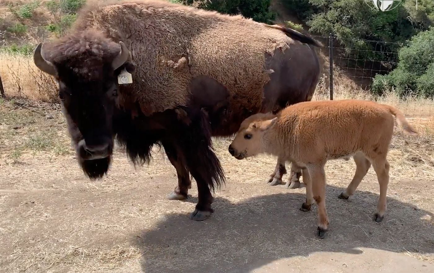 Oakland Zoo In Danger Of Closing As Lockdown Orders Linger