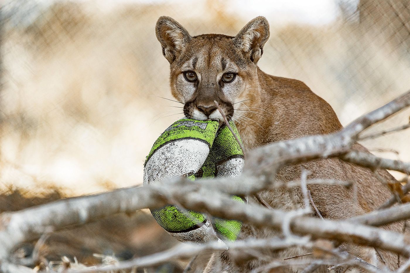 Oakland Zoo Reopens To Sold-Out Crowds