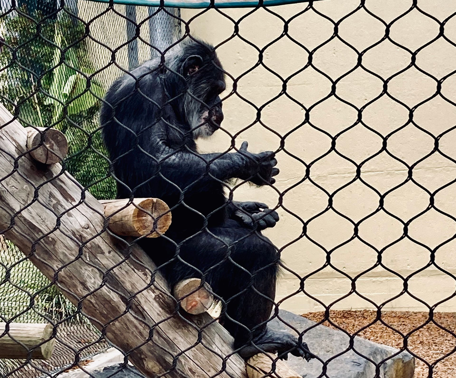Strolls Through San Francisco and Oakland Zoos Offer Flashes of Pre-Pandemic Normalcy