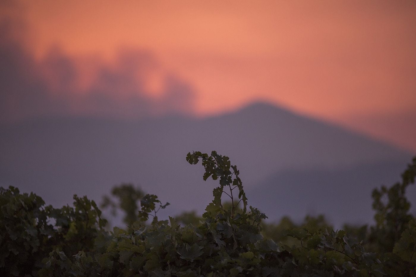 Multiple Major Wildfires Rage Around the Bay, Including Three In Napa County