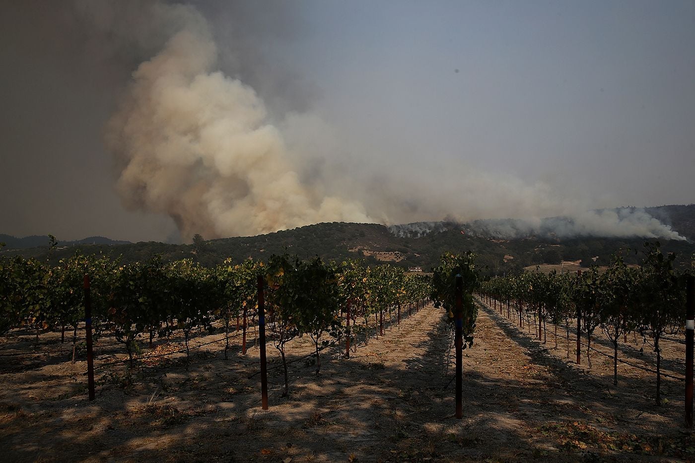 Entire 2020 Wine Vintage Could Be Ruined By Smoke Taint From NorCal Fires