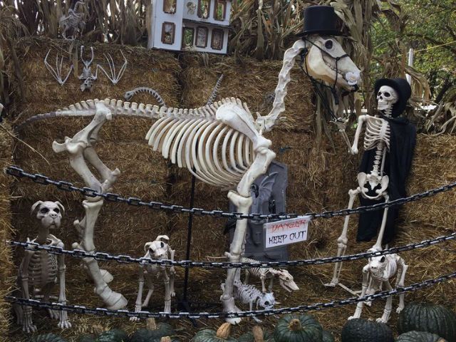 Is Halloween Cancelled? Top Public Health Officials Give Crypt-ic, Conflicting Messages