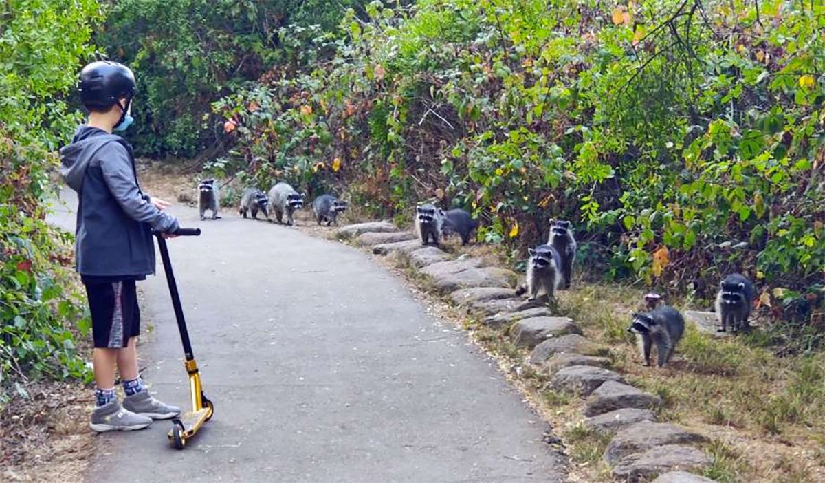 Marauding Gang of Raccoons Spotted In Golden Gate Park, Also a Coyote