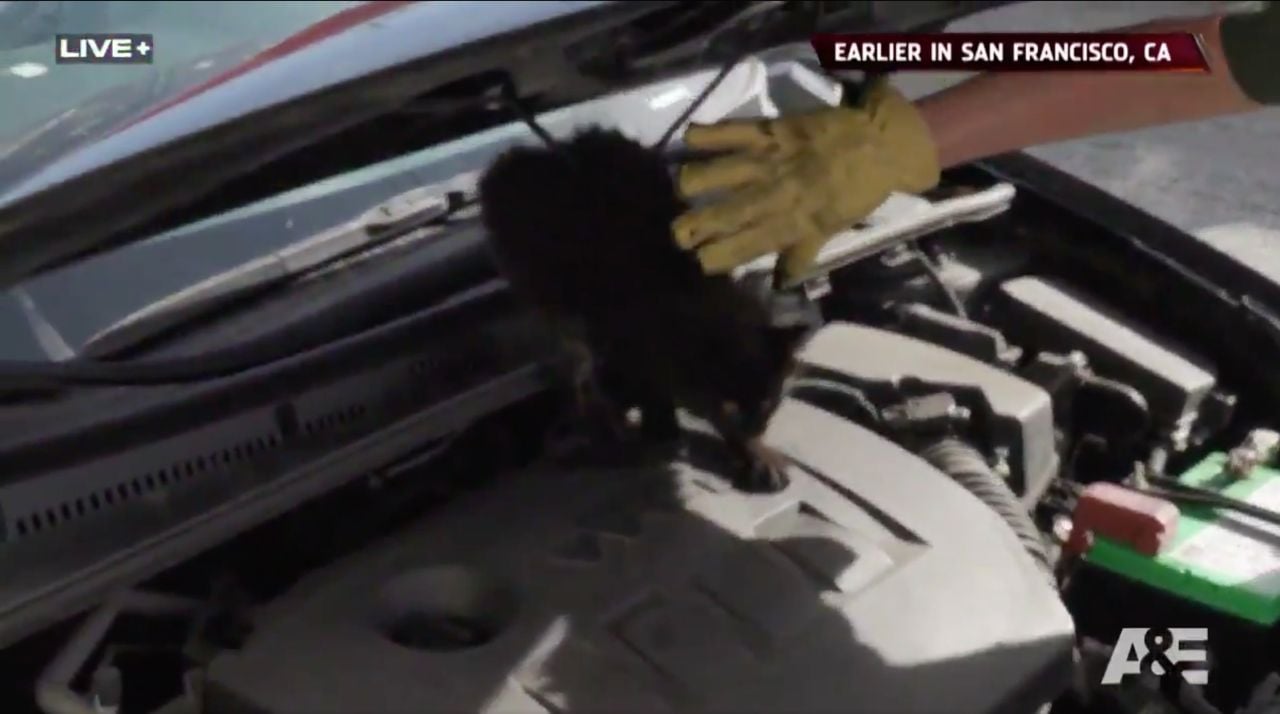 SF Animal Care & Control Now Featured on A&E's 'Live Rescue' Series