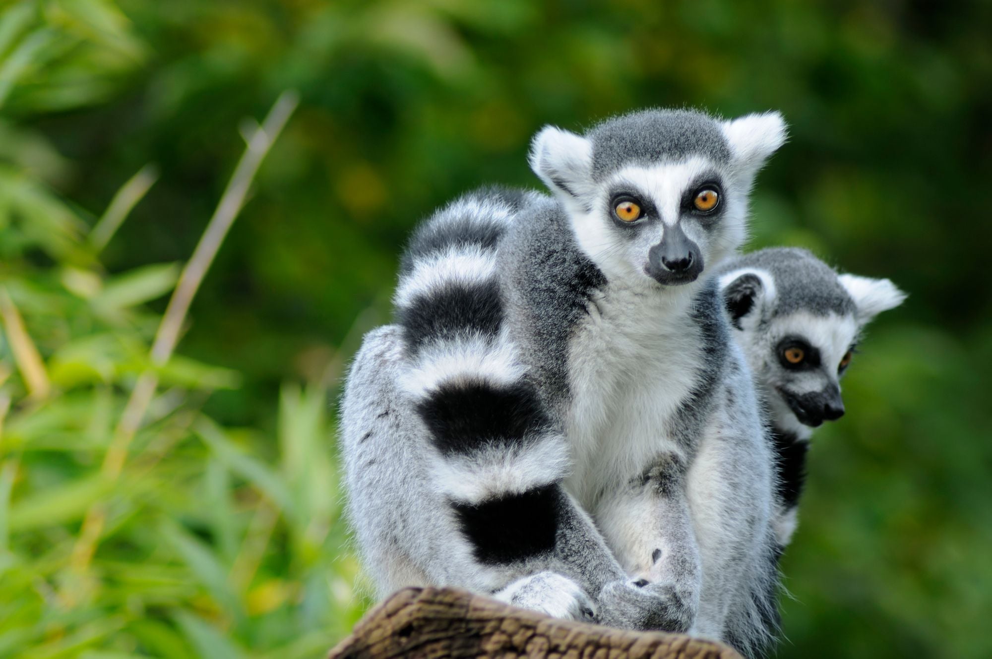 Day Around the Bay: 5-Year-Old Boy Who Found Stolen Lemur Receives Honor From City