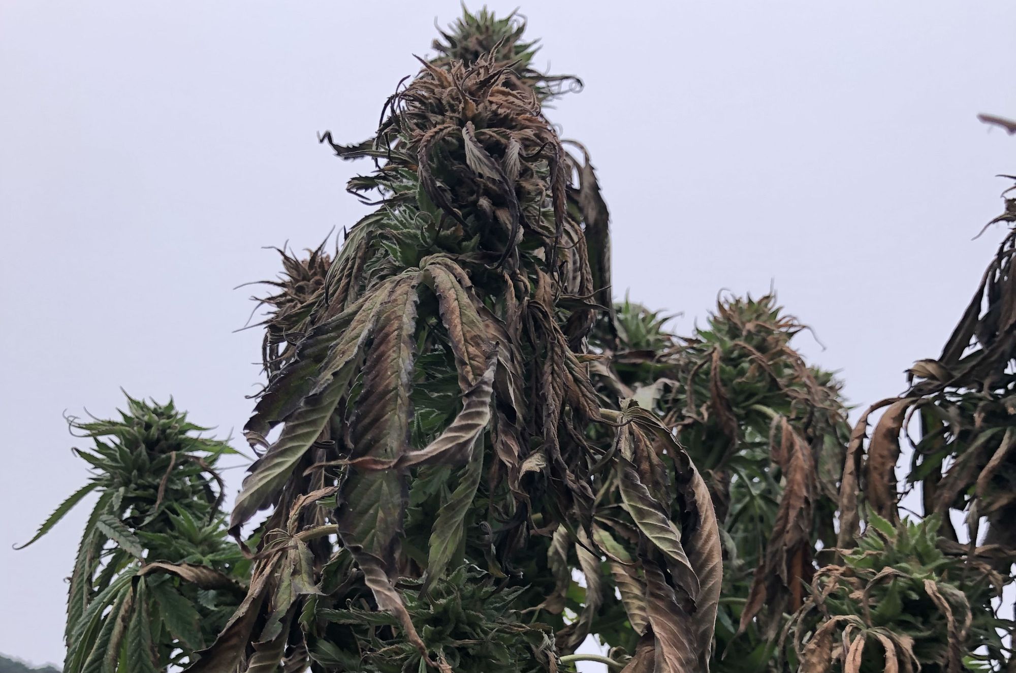 Entire West Coast Marijuana Crop Threatened By Fire, Smoke, and Ash