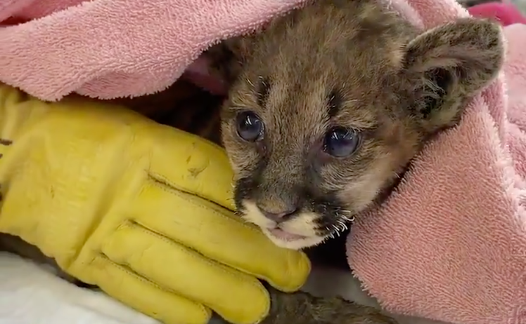 Mountain Lion Cub Orphaned by Zogg Fire Being Treated at Oakland Zoo for Burns