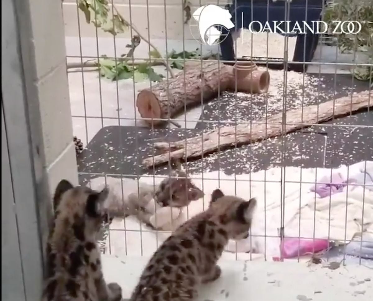 'Captain Cal' Meets Two Other Rescued Mountain Lion Cubs at Oakland Zoo; All Three Orphaned by Zogg Fire